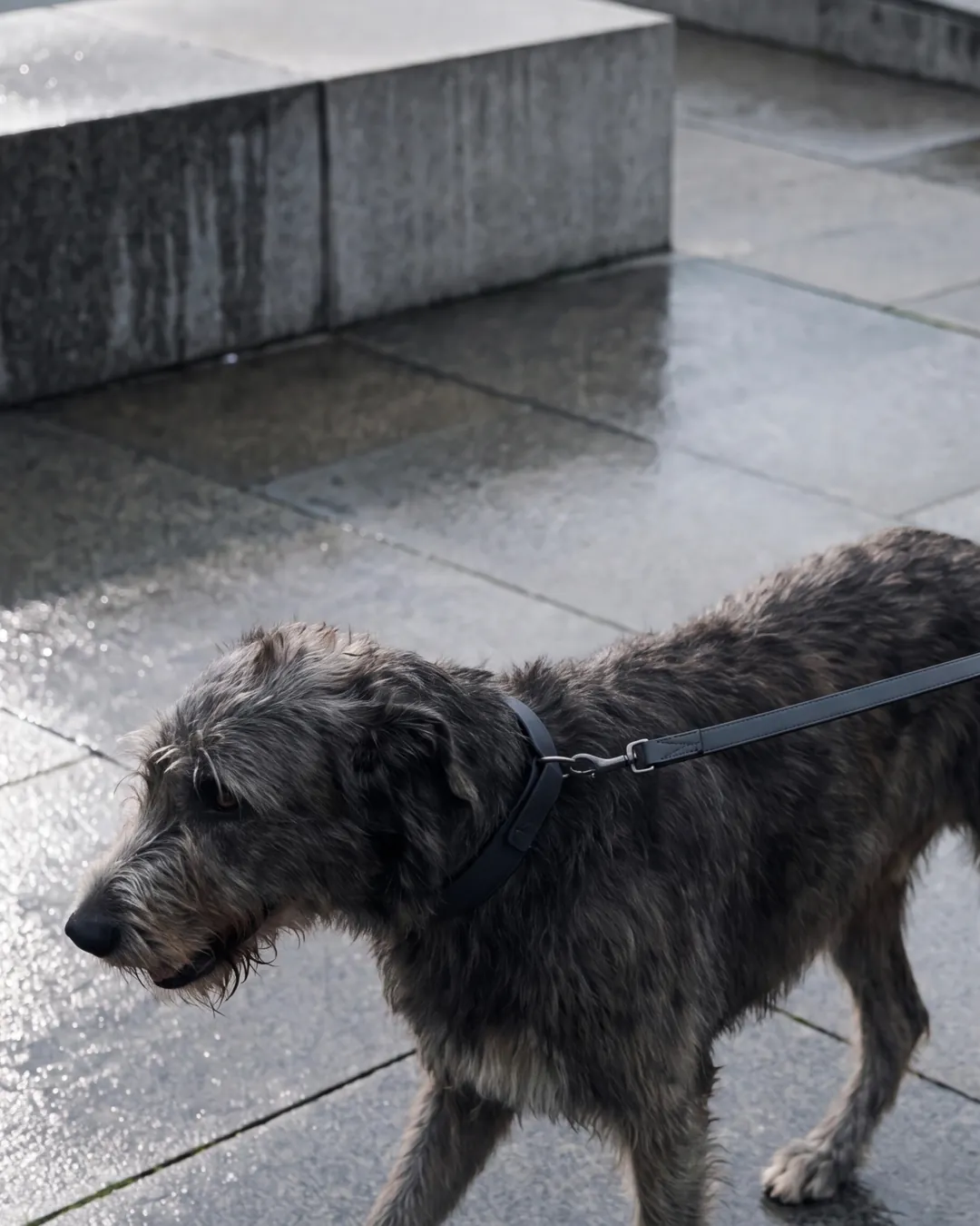 Irish Wolfhound wearing a dark collar and leash on rain-darkened stone